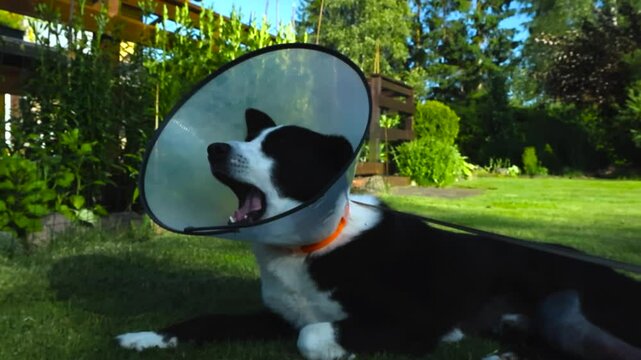 Karelian Bear Dog lying patiently on the green grass ground wearing funnel neck and yawning. Animal convalescence with buster collar. Injured pet healing after surgery, recovering in home sunny garden