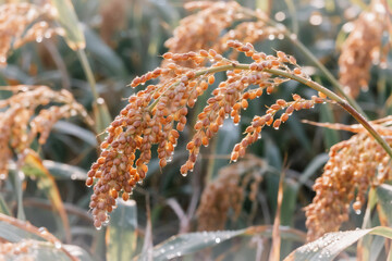 Close-up of sorghum plants with golden grains in a field