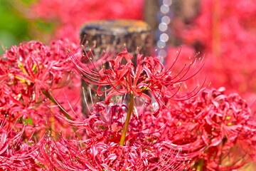 彼岸花　曼珠沙華　広島　クロスロードみつぎ