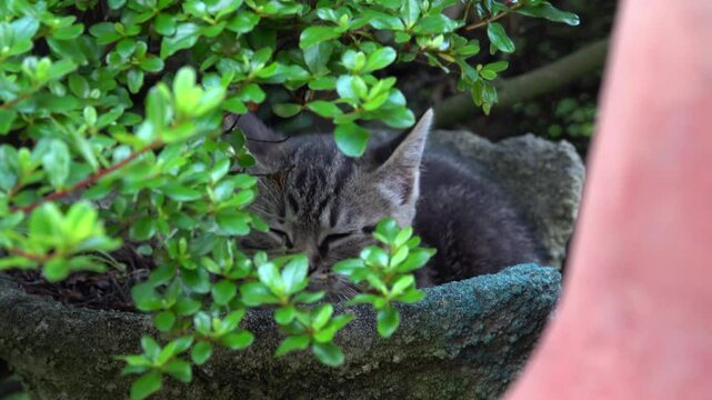 Cat rests in a planter.