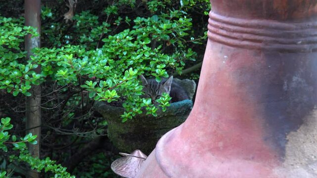 Zoom-in to kitten sitting in planter behind a chiminea.
