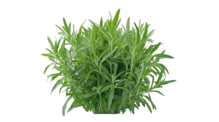 Tarragon Bunch – Fresh green tarragon herb bunch isolated on transparent background

