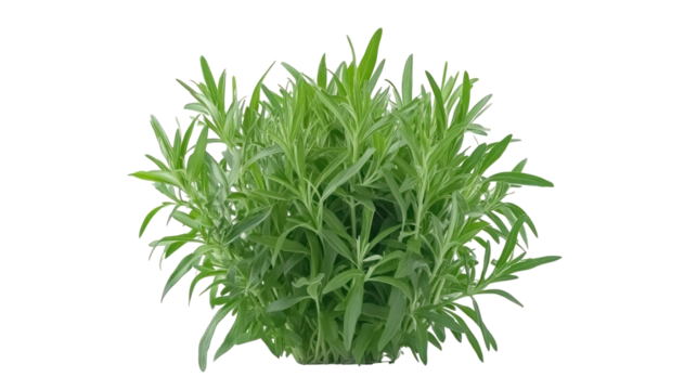 Tarragon Bunch – Fresh green tarragon herb bunch isolated on transparent background


