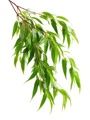 Fototapeta premium Weeping Willow Branch with Drooping Green Leaves on Transparent Background