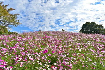 秋桜　こすもす　コスモス　秋　まんのう公園　国営讃岐まんのう公園　香川