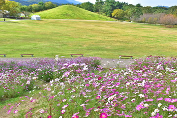 秋桜　こすもす　コスモス　秋　まんのう公園　国営讃岐まんのう公園　香川