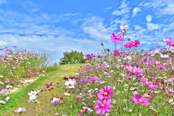 秋桜　こすもす　コスモス　秋　まんのう公園　国営讃岐まんのう公園　香川