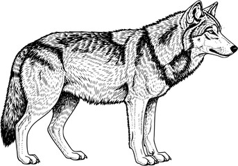 A detailed black and white line art illustration of a grey wolf standing in a noble, attentive profile pose. © yazidkautsar1