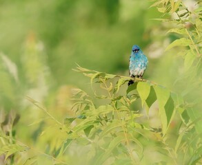 Fototapeta premium Young Indigo Bunting Bright Blue and Gray Watches from a Tree Branch in the Field
