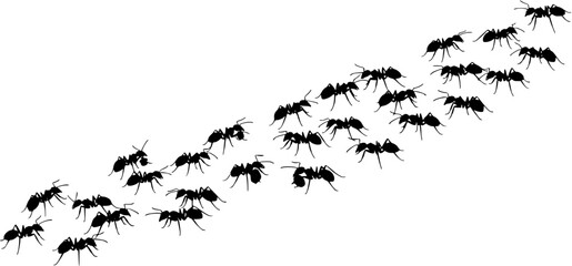 Silhouette of a large group of ants marching in a line.