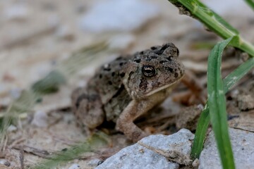 Small American Toad Sitting on the Dusty Path with Grass and Rocks