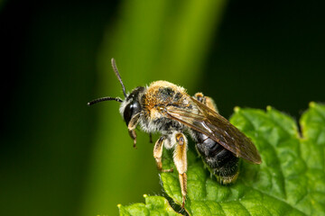 honey bee on a dark background. colorful photo of wildlife. macro photo of an insect. close-up. space for text