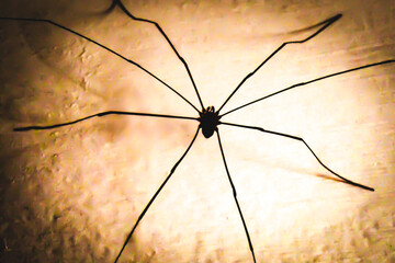 abstract dramatic silhouette of a harvestman or daddy longlegs on a wall. harvestmen are arachnids, related to spiders, but belong to the order Opiliones