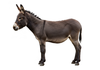 Isolated Standing Gray Donkey Full Body in Transparent Background