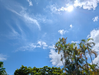 A tropical paradise of palm trees, blue skies, and sunshine