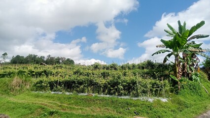 Obraz premium rice field in the morning