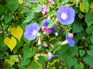 Photos of blooming light blue-purple morning glory flowers and wilted reddish-purple morning glory...