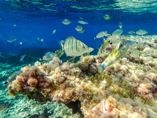 Dark blue ocean surface seen from underwater. Abstract waves underwater and rays of sunlight shining through, Sun light rays undersea deep, Underwater background with sea bottom, Mediterranean sea.