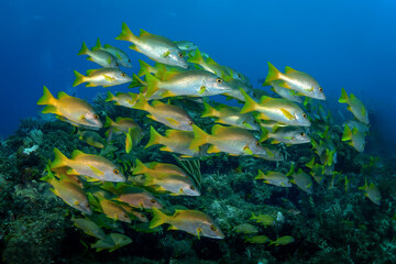 Peces en arrecife de coral.