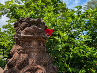 沖縄のハイビスカスとシーサー　Hibiscus flowers and Shisa statues of Okinawa
