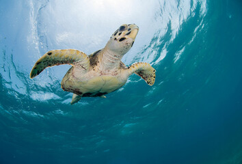Obraz premium Tortuga marina bajo el agua nadando