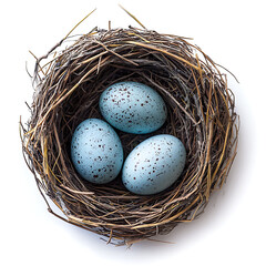 Obraz premium Close-Up of Brown Bird's Nest Holding Three Blue Speckled Eggs