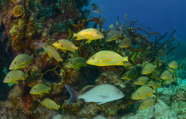 Peces en arrecife de coral