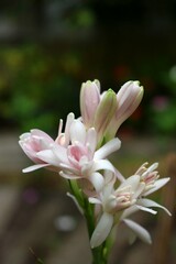 Fototapeta premium Soft close-up of blooming tuberose flower (Polianthes tuberosa) in natural light with bokeh background 
