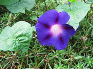 Deep purple morning glory flowers