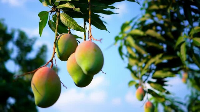 Several mangoes hang from a tree branch against a blue sky