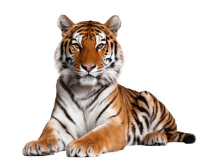 Obraz premium tiger lying down isolated on white background