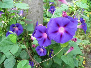 Deep purple morning glory flowers