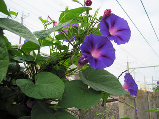 Deep purple morning glory flowers and wilted reddish-purple morning glory flowers