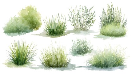 A collection of watercolor depicting various types of soft wispy green grasses and natural wild plants against a transparent background