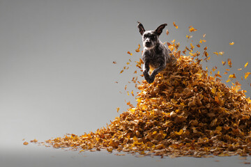 01.020.001.001.u8969375333 A A dog jumping into a pile of autumn leaves. Emp 1fae5e62-f8c2-4dcd-8611-d0d7c06a09d7 0
