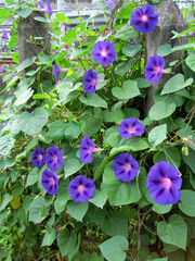 Deep purple morning glory flowers