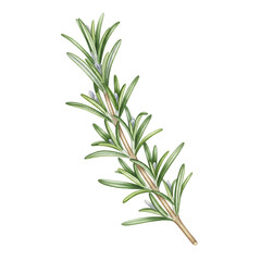 Fototapeta premium Illustration Rosemary Herb with Green Leaves on Transparent Background