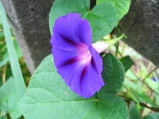 Deep purple morning glory flowers