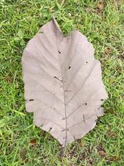 Large Dry Leaf Fallen on Green Grass