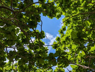 緑の木陰から見上げた空