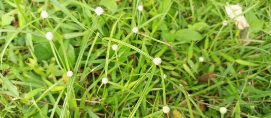Tiny White Flowers Blooming in Green Grass