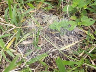 Spiderweb Covered with Morning Dew Drops on Grass