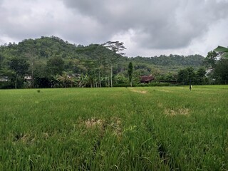 Expansive Green Rice Field with Distant Hills
