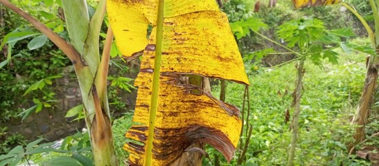 Large Yellowing Banana Leaf on Tree