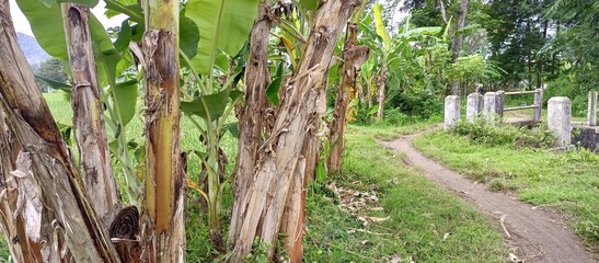 Rural Dirt Path Lined with Banana Trees
