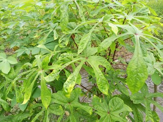 Detailed View of Healthy Cassava Leaves Near Water