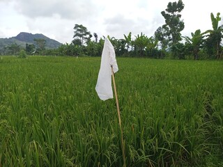White Flag in Lush Green Rice Field