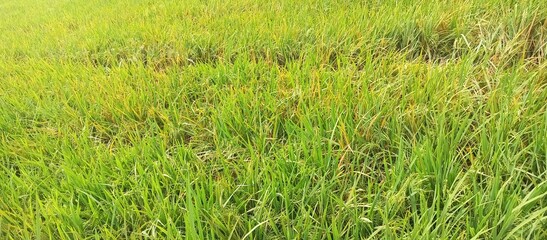 Lush Green Rice Plants in Paddy Field Texture