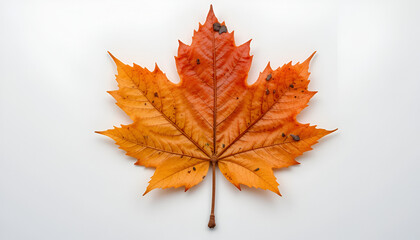 Fototapeta premium A vibrant maple leaf showcasing autumnal colors in tones of orange and yellow on a clean, light background, evoking the beauty of autumn.