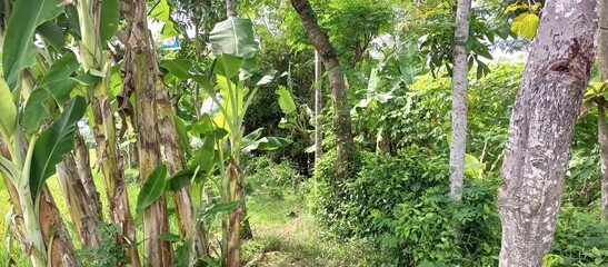 Lush Tropical Forest with Banana Trees and Path